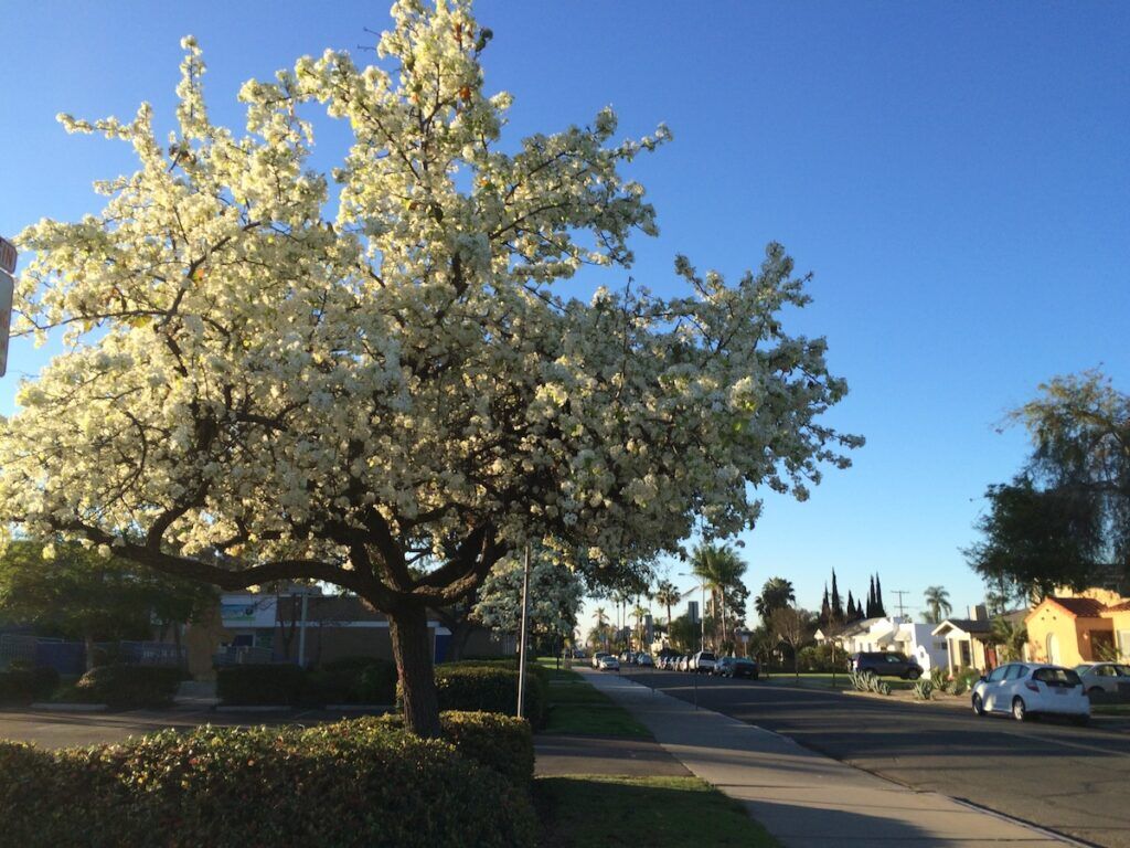 beautiful tree in Oak park San Diego
